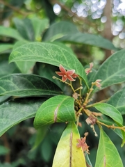 Sterculia lanceolata