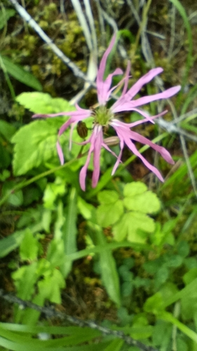 ragged-robin