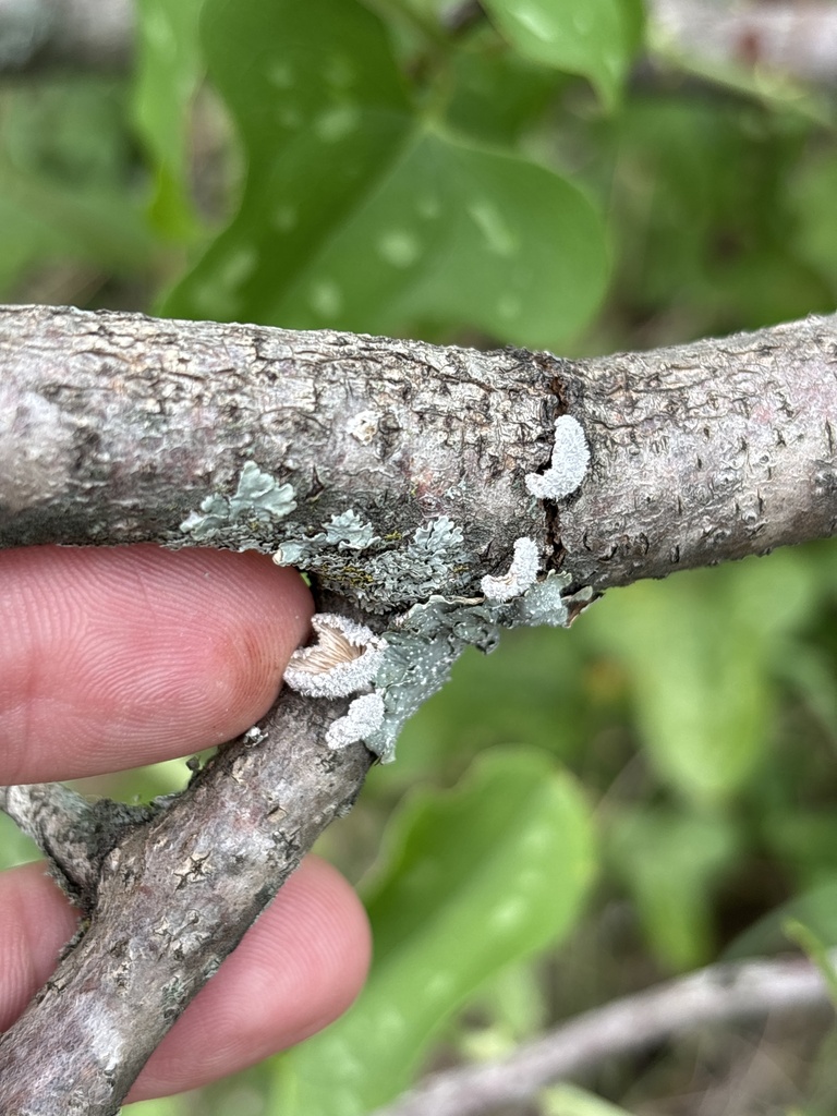 splitgill mushroom · June 2026 · photo: Photo: (c) Sam Kieschnick, some rights reserved (CC BY) · iNaturalist