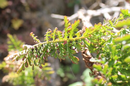 Gonospermum fruticosum, photograph 1