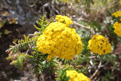 Gonospermum fruticosum