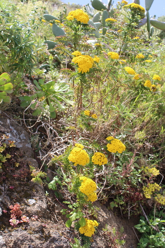 Gonospermum fruticosum, photograph 2