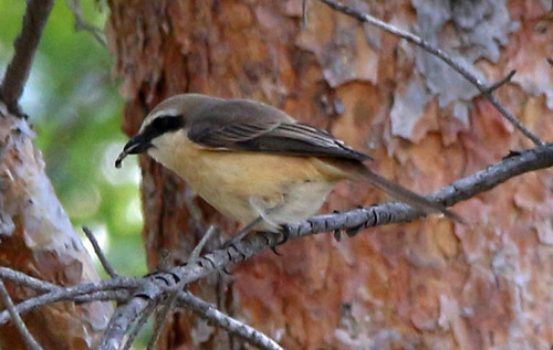 Brown Shrike