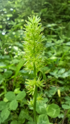 False Asphodel
