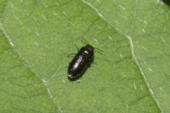 Mastogenius crenulatus