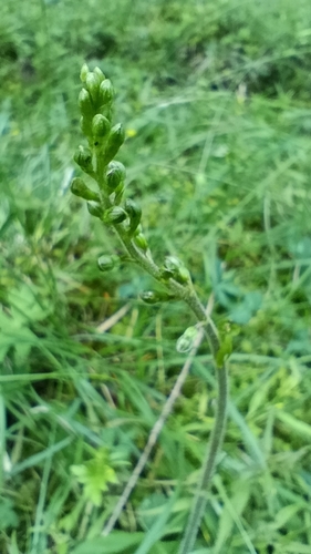 Common Twayblade