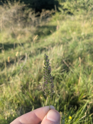 crested dogtail grass