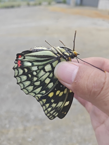 Great Purple Emperor