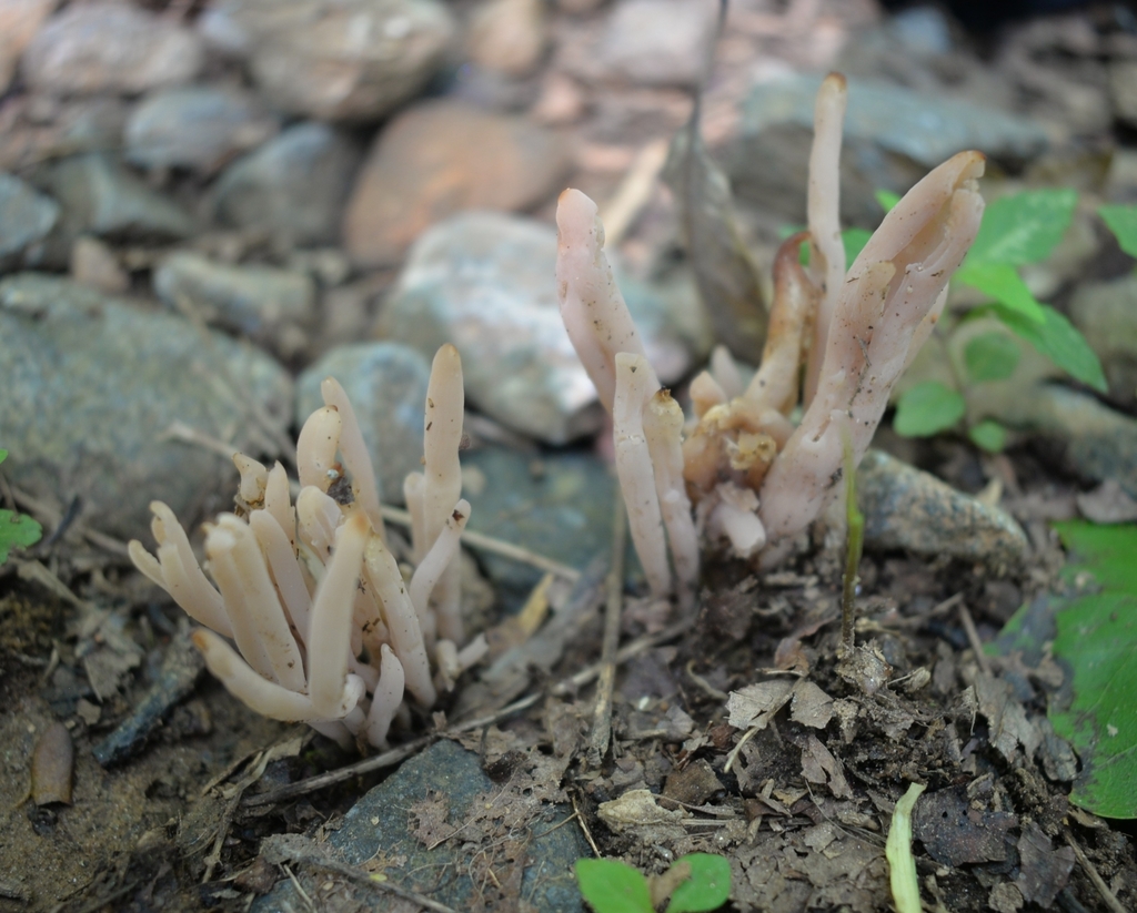 Smoky Spindles · June 2026 · photo: Photo: (c) Ben Gruhot, some rights reserved (CC BY) · iNaturalist