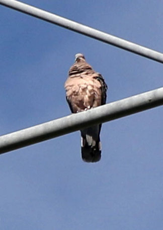 Oriental Turtle-Dove