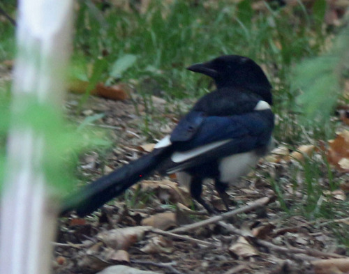 Oriental Magpie