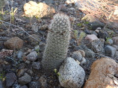 Mammillaria dioica
