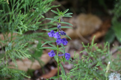 Siberian Skullcap