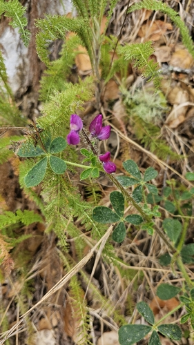 Lupinus hirsutissimus, 2026-06-24