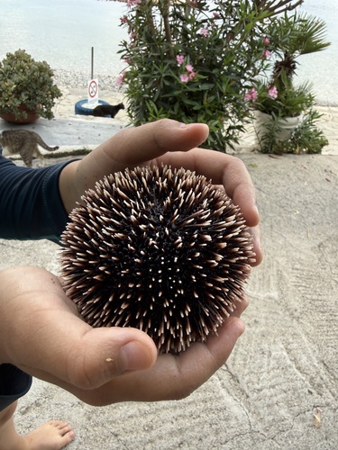Violet Sea Urchin