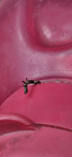Horned Spanworm Moth