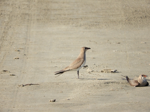 iNaturalist image