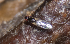 Prochyliza xanthostoma