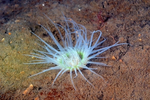 North Sea Tube Anemone, Oban, Gallanach, Kerrera, photo 8 of 10