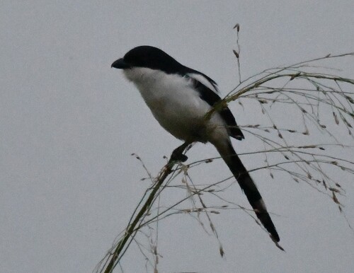 Northern Fiscal
