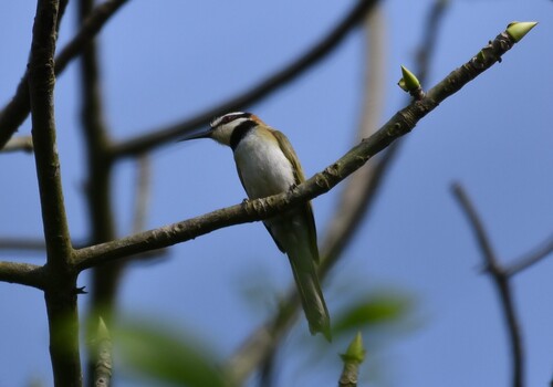 White-throated Bee-eater