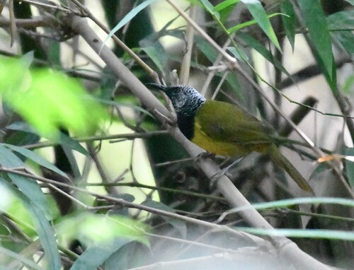 Oriole Warbler