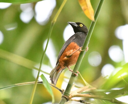 Chestnut-and-black Weaver