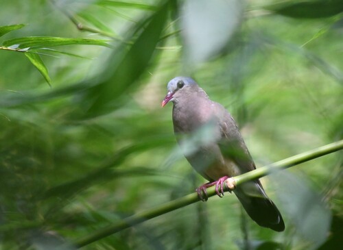 Blue-spotted Wood-Dove
