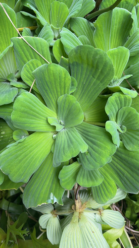 Water Lettuce