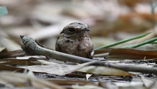 Long-tailed Nightjar