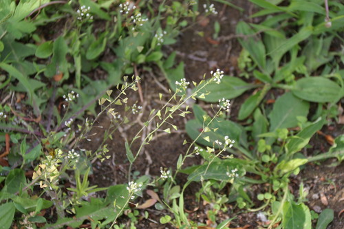 shepherd's-purse