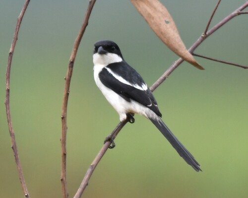 Northern Fiscal