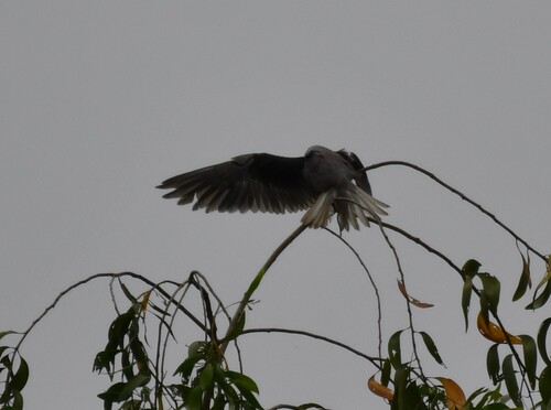 African Black-winged Kite