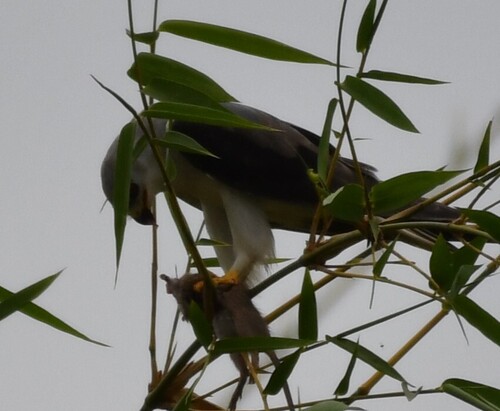 African Black-winged Kite