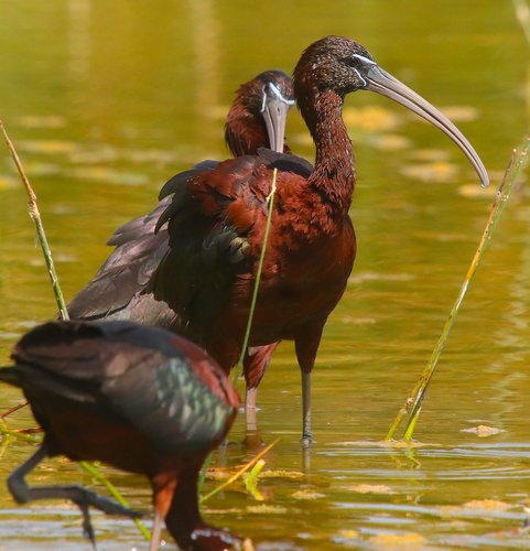 Glossy Ibis