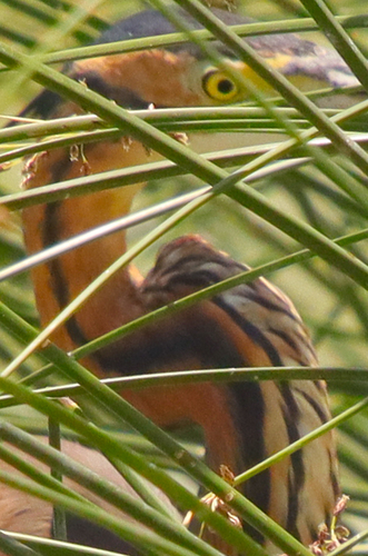 Purple Heron