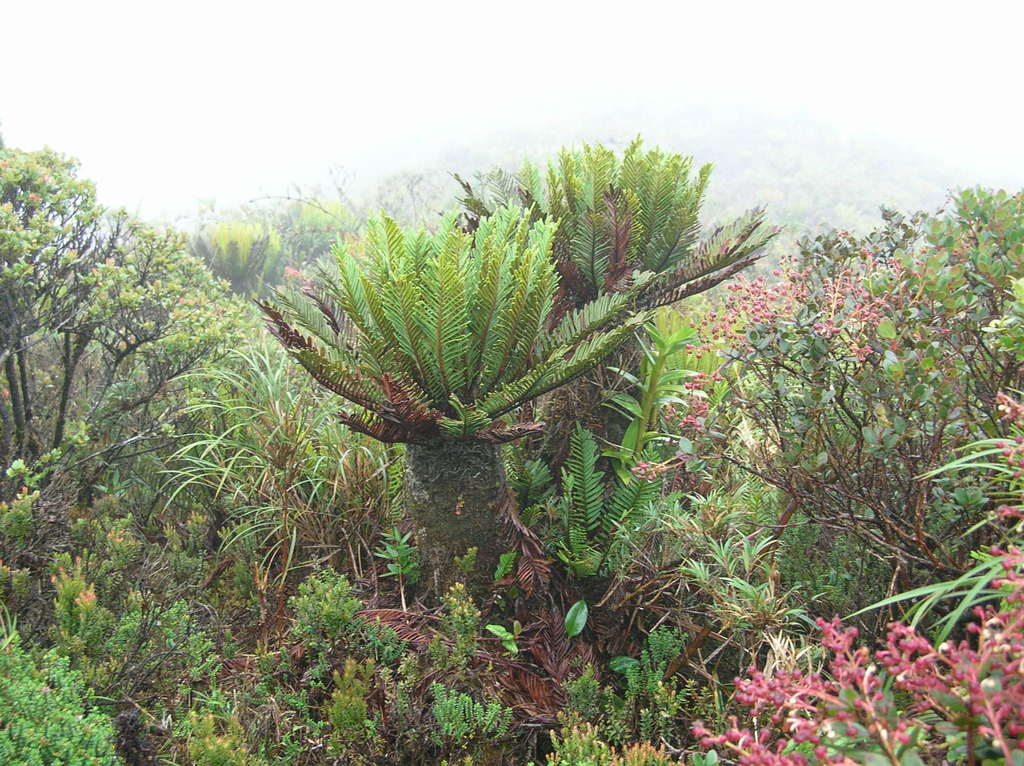 Lomariocycas aurata (Lomariocycas aurata)