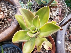 Echeveria uxorum