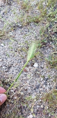 Hordeum murinum