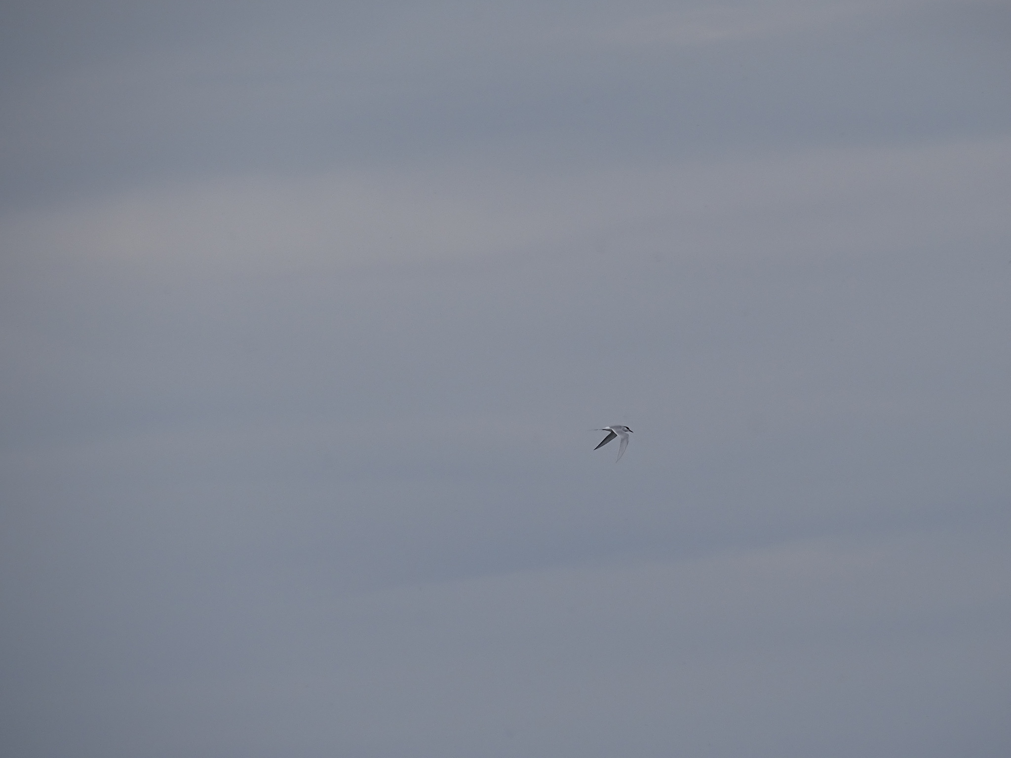 Forster's Tern
