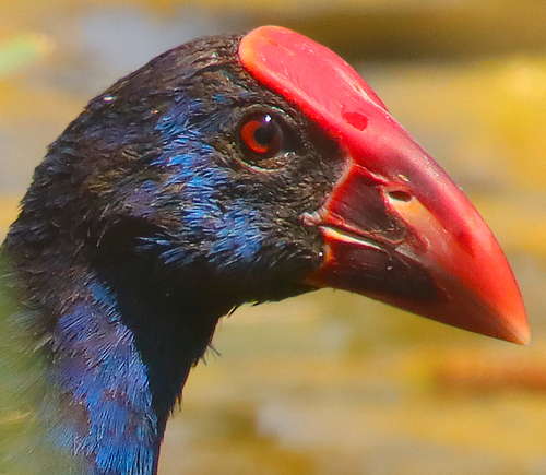Western Swamphen