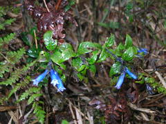 Palicourea lobbii image