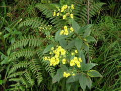 Calceolaria oxyphylla