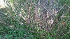 Cyperus vaginatus