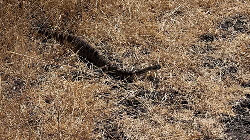 Western Rattlesnake