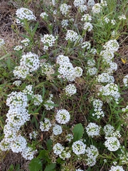 Lobularia maritima