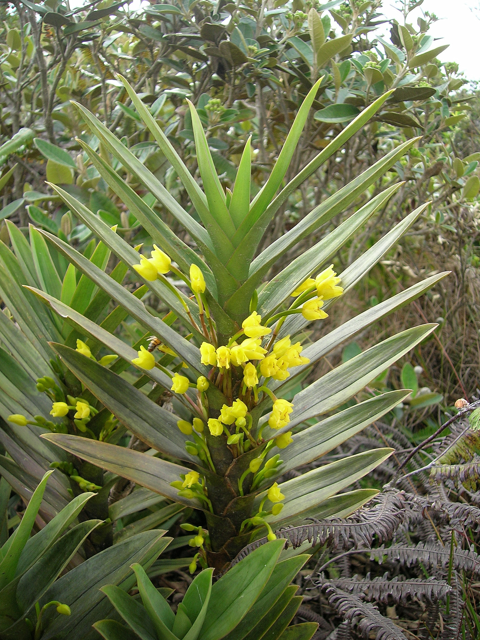 Maxillaria image