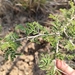 Acacia gerrardii