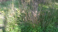 Cyperus vaginatus