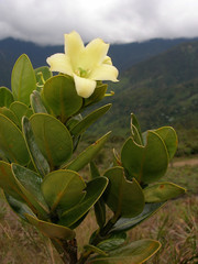 Macrocarpaea subsessilis